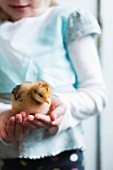 Young girl holding a chick