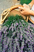 Frisch geernteter Lavendel in einem Korb; Vashon Island, Washington State, USA