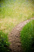 Narrow path leading through meadow