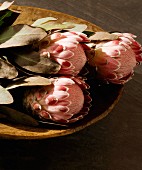 Three protea flowers a wooden bowl
