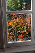 View of tree with colourful autumn leaves through window