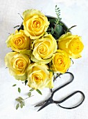 Gelbe Rosen und Schere