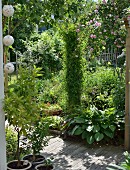 Potted trees on path of wooden boards in flowering garden