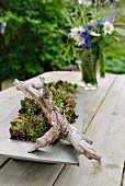 Aststück auf Schale mit Hauswurzen und Sommerblumenstrauss im Hintergrund auf Gartentisch