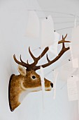 Hunting trophy on wall and Zettel'z lamp by Ingo Maurer