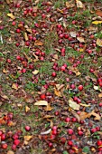 Windfall crab apples amongst autumn leaves