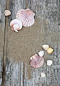 Seashells and sand on rustic wooden surface