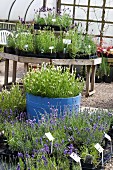 Blue-flowering and white-flowering lavender plants in black plastic plant pots and blue tub in nursery