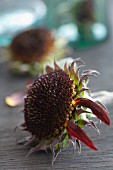 Red sunflower seed head