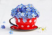 Forget-me-nots in large, red, enamel teacup with white polka dots