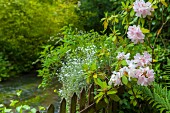 Rosa blühender Rhododendron in sommerlichem Garten mit Bachlauf
