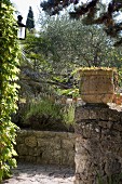 Path and terracotta pot on old stone wall next to corner of climber-covered house; Mediterranean planting in garden