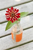 Zinnia with red petals in glass vase on slatted wooden surface