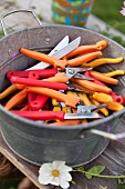 Many sets of secateurs and knives with orange, red and yellow handles in zinc tub on weathered wooden surface