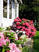 Pale pink and deep pink hydrangeas outside conservatory