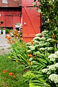 Fetthenne und Crocosmia im Garten, im Hintergrund rotbraun gestrichenes Holzhaus