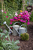 Zinc watering cans in front of flowering plants in various shades of pink; sage in foreground