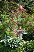Large-leafed hosta and flowering rose climbing on metal trellis arbour over seating area
