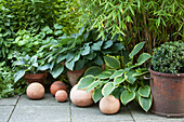 Spherical clay ornaments in front of potted hostas, some variegated