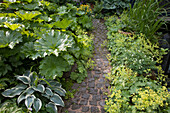 Hosta and other foliage plants lining narrow paved garden path