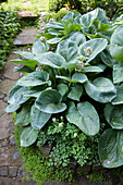 Hosta with large leaves in garden