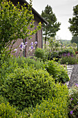 Box bushes and flowering iris in garden