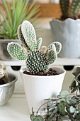 Cactus in white china pot