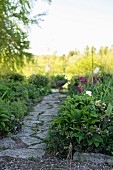 Stone-paved path between beds of hellebores and tulips in spring garden