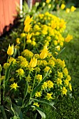 Yellow tulips (variety: 'West point') and spurge in sunny garden