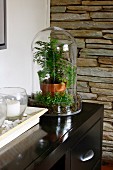 Miniature garden under glass cover on black console table
