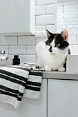 Katze sitzt neben Handtuch auf weißem Badezimmerschrank in gefliestem modernem Bad
