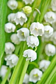 Flowering lily-of-the-valley (close-up)