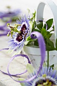 Potted passion flower