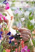 Frau schneidet Wickenblüten an Rankgitter mit Gartenschere