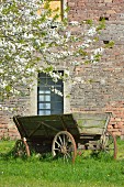 Old wooden cart under tree in blossom