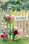 Dahlias in tin cans and welcome sign on garden fence