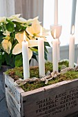 Moss and candles in vintage wooden crate as Advent wreath in front of white poinsettia