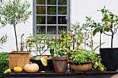 Potted plants, olive trees and pumpkins on table outdoors in front of house façade with lattice window