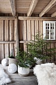 Small potted Christmas trees in rustic wooden house