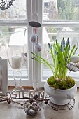 Romantic country-house arrangement of grape hyacinths and Easter eggs on windowsill