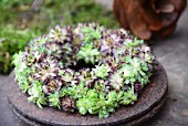 Wreath of succulents on rusty metal dish