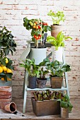 Potted vegetable plants on setpladder