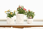 DIY planters - potted roses in white fabric bags