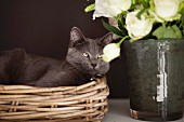 Grey cat lying in basket next to vase of roses