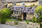 Wisteria-covered front facade of old, English country house