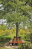 Wooden bench encircling tree trunk in summery garden