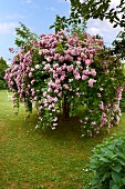 Üppig blühender, hochgebundener, rosa Rosenbusch auf Rasenfläche
