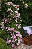 Pink-flowering clematis and roses next to romantic garden bench