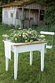 Arrangement of grasses, apples and ox-eye daisies on white wooden table on green lawn in front of wooden cabin