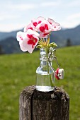Bicoloured geraniums in small swing-top lemonade bottle on wooden post outdoors